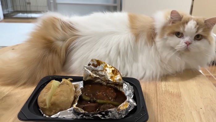 ハンバーグと猫