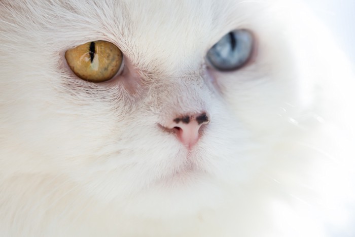 オッドアイの猫の目元のアップ