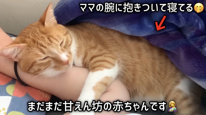 飼い主さんの腕で寝るコウくん