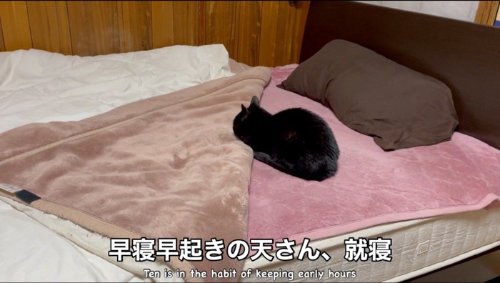 ベッドの上に座る黒猫