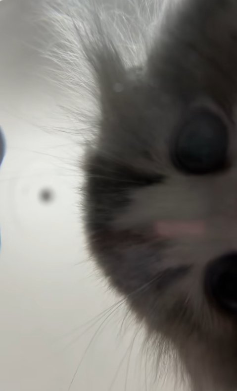 画像の右半分に目まで見えている猫