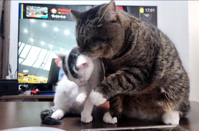 毛繕いしてあげる猫