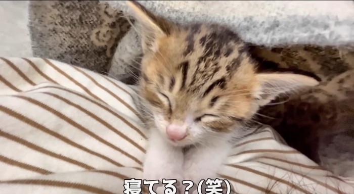 寝ている猫