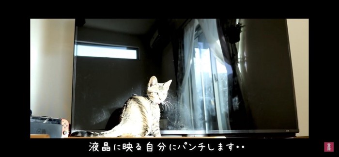 テレビの前で座る猫