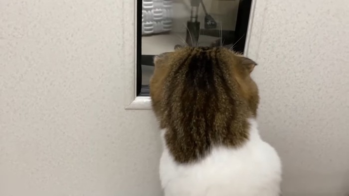 猫の後頭部