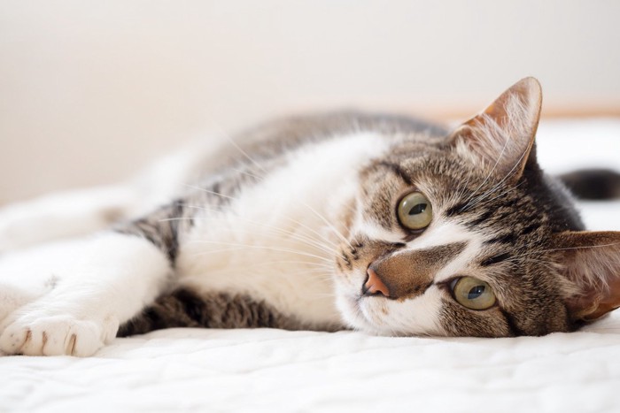 ベッドに横たわる可愛い猫