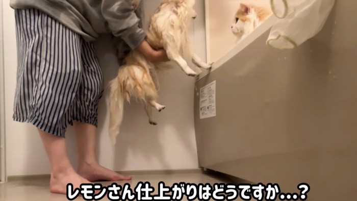 見つめあう犬と猫