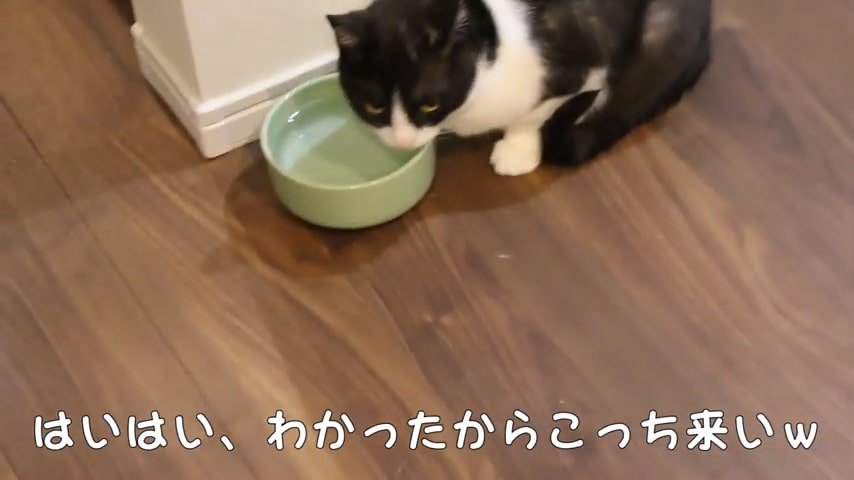 白黒の猫と水の入った器