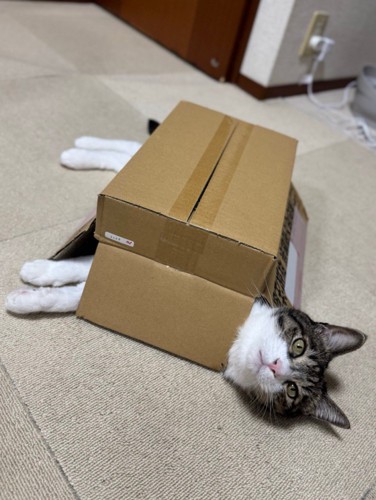 段ボールをかぶる猫