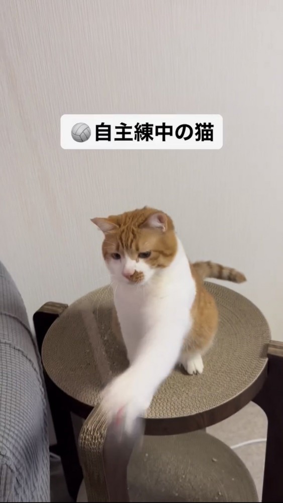 ボールで遊ぶ猫