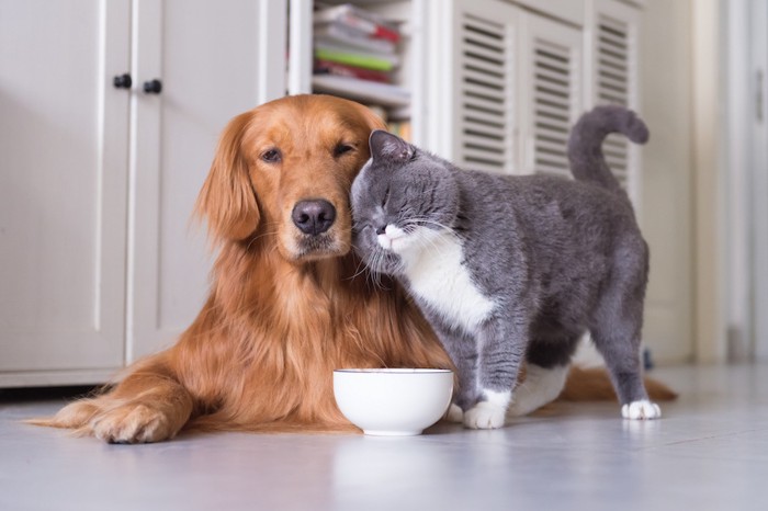 仲良く寄り添う犬と猫