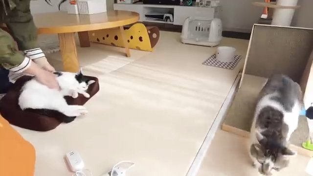 猫を抱き上げる飼い主と逃げる猫