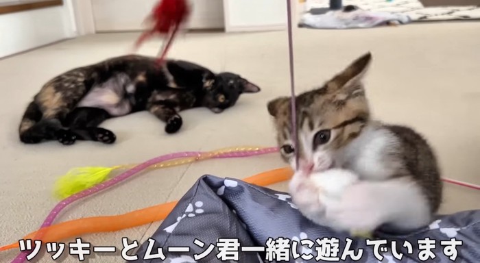 オモチャで遊ぶ猫