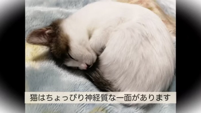 寝ている猫