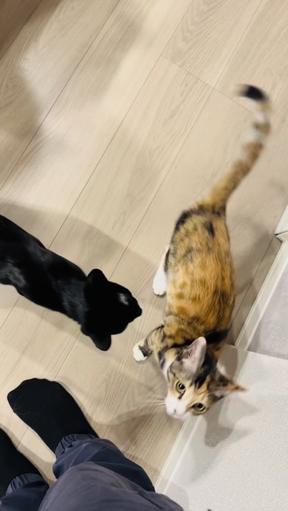 三毛猫に近寄る黒猫