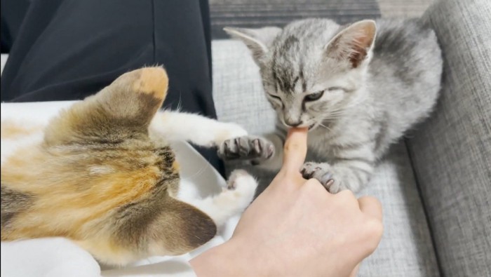 指しゃぶりする子猫の手にじゃれる三毛子猫