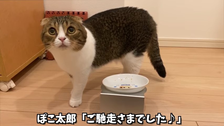 上を見る猫