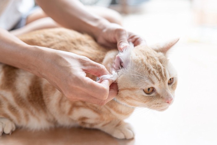 耳掃除中の猫