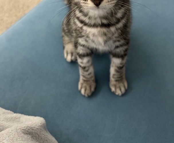 座っている子猫