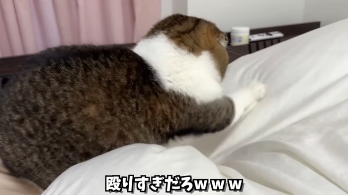 布団をかく猫