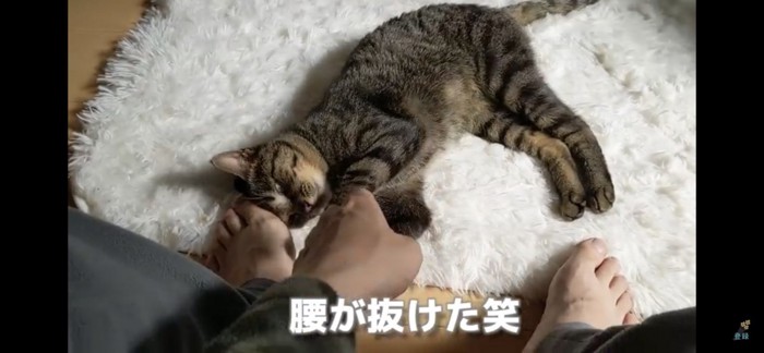 ごろんする猫