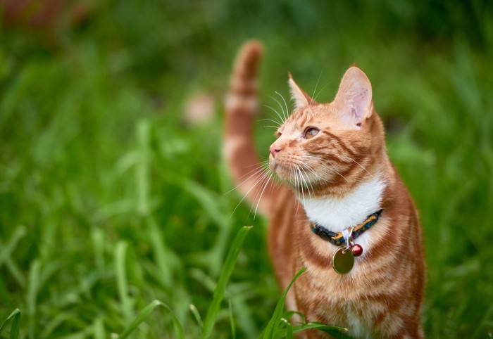 野原で風に吹かれている猫