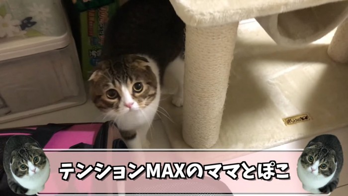 見上げる猫