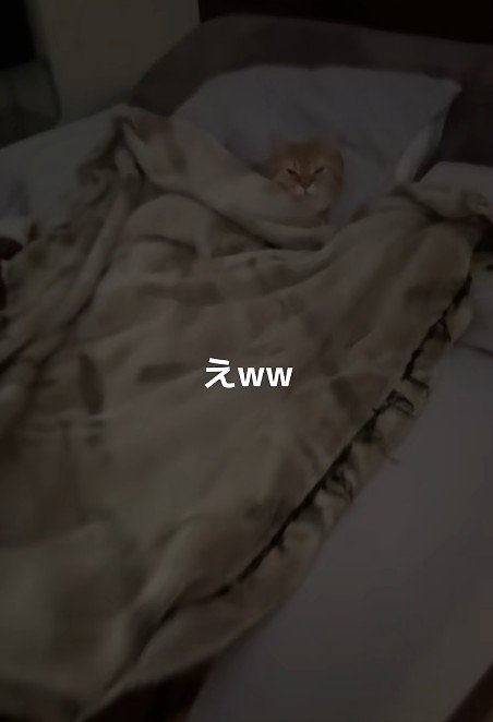 布団に入った猫
