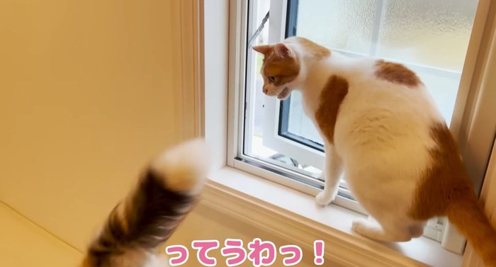 怒る猫