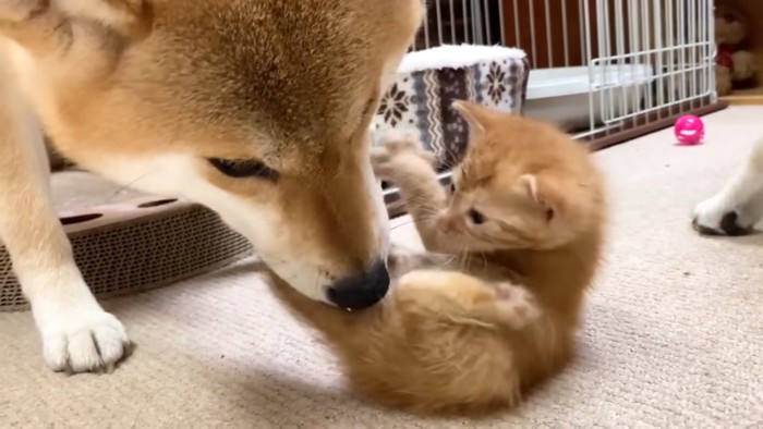 子猫のおしりをなめる犬