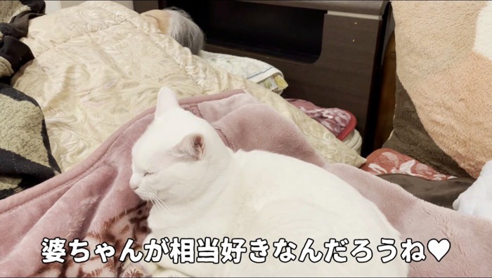 老人のそばに座って目を閉じる猫