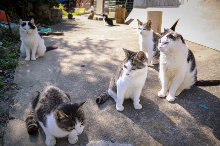 野良猫たち