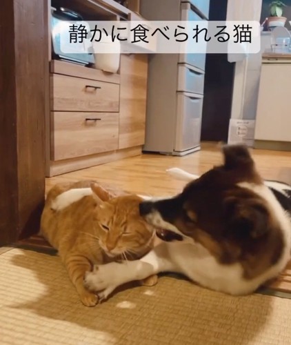 横たわる犬