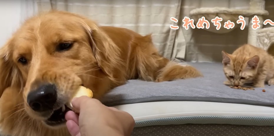 おやつを食べる犬と猫