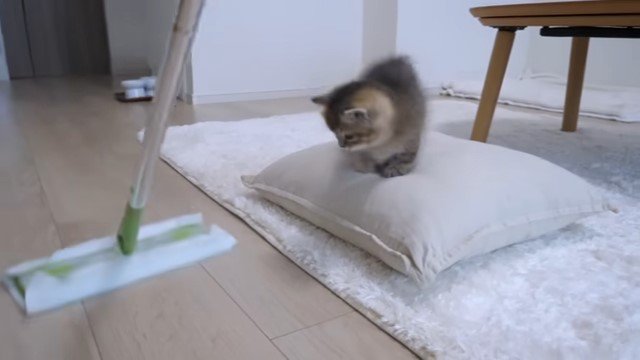 フローリングワイパーと座布団の上の子猫