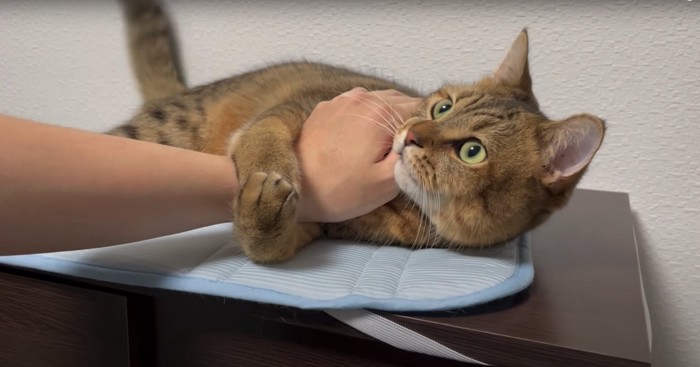 手を両手でホールドして飼い主を見つめる猫