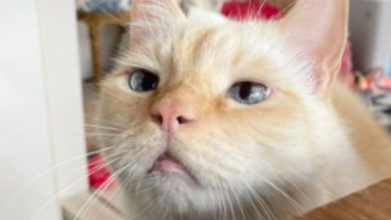 室内にいる猫