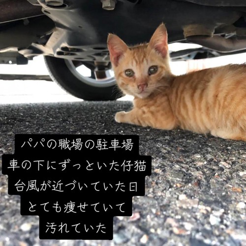 車の下にいる子猫