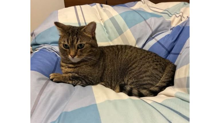 室内にいる猫