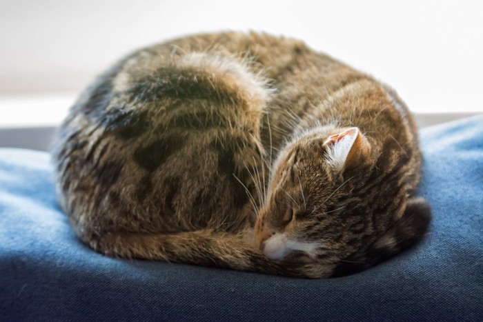 丸まってくつろぐ猫の横顔