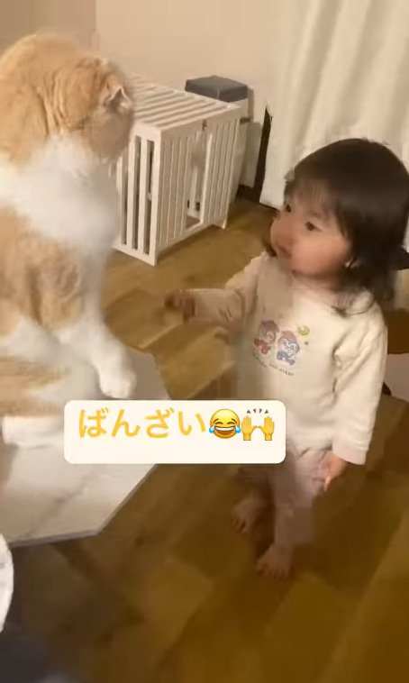 猫に近づく娘さん