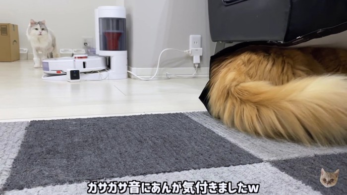 遠くから見つめる猫