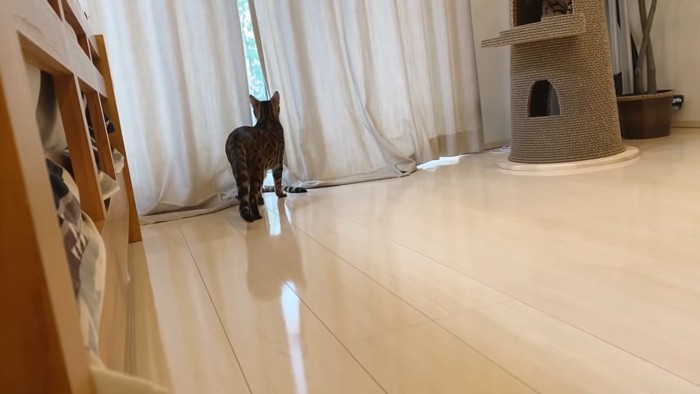 カーテンの近くにいる猫