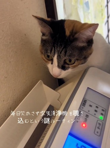 空気清浄機を見つめる猫