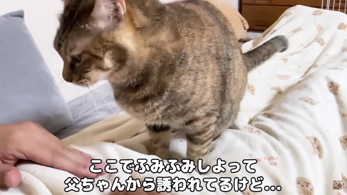 布団にいる猫