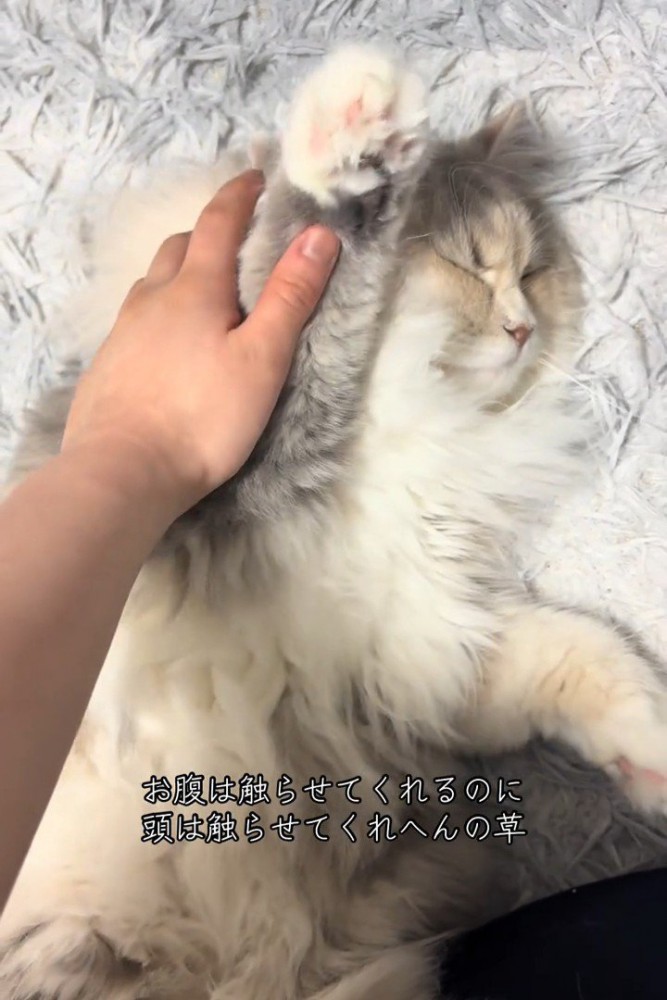 しっかり目を閉じる猫