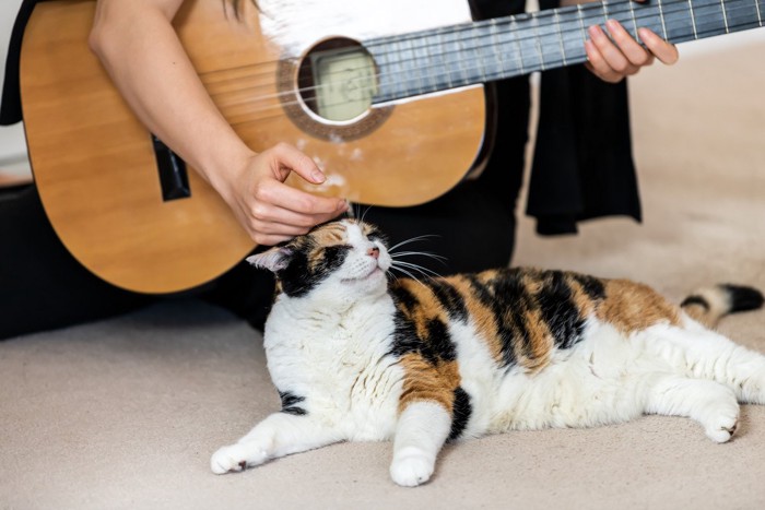 ギターを持った人と三毛猫