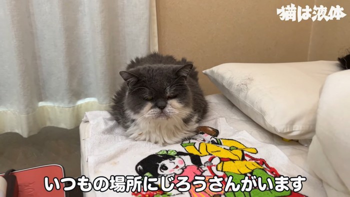 座る猫