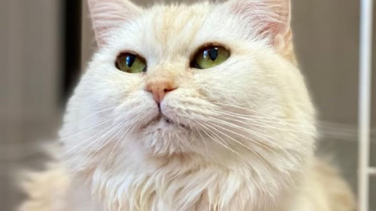 室内にいる猫