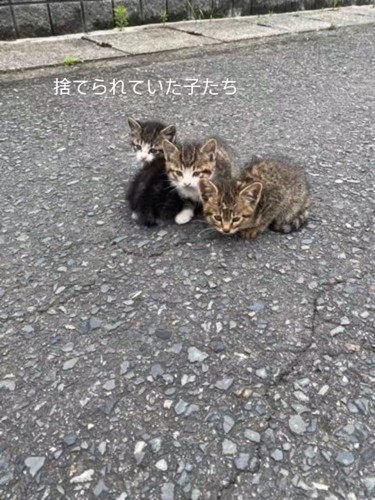 3匹の子猫